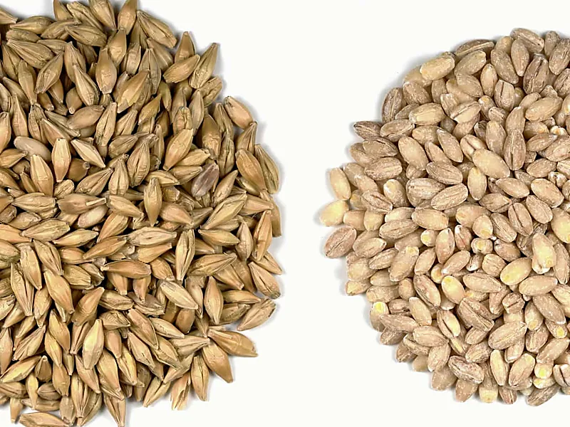 Barley, grains & cereals supplied by Duara Group for the agriculture sector