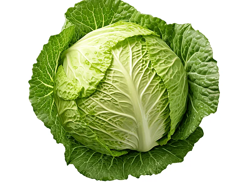 Cabbage, fresh vegetables supplied by Duara Group for the agriculture sector