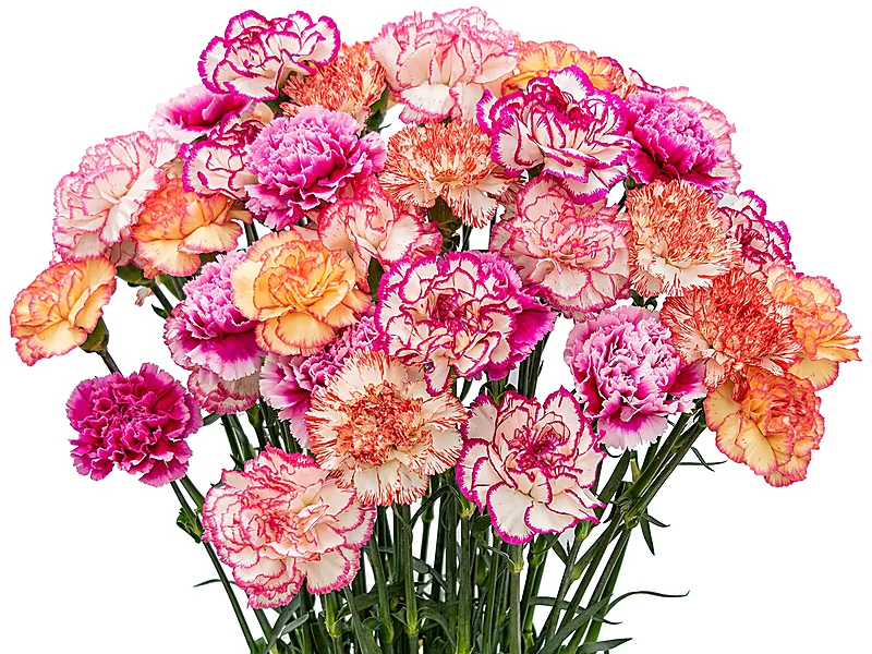 Carnations, flowers & horticulture equipment supplied by Duara Group for the agriculture sector