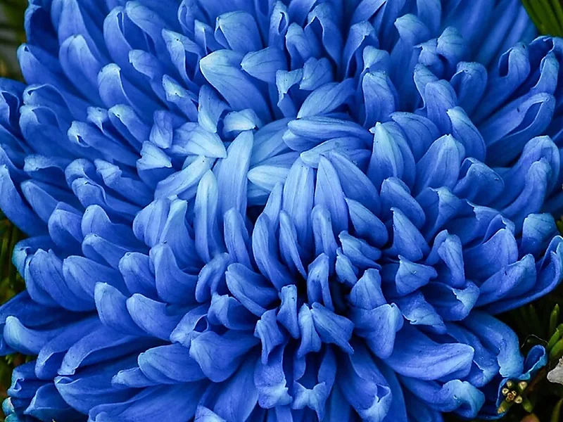 Chrysanthemums, flowers & horticulture equipment supplied by Duara Group for the agriculture sector