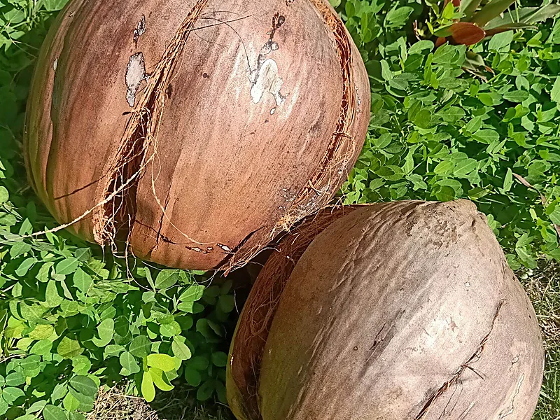 Coconut, fresh fruits supplied by Duara Group for the agriculture sector