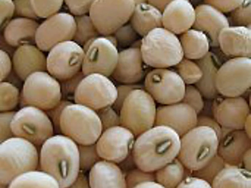 Cowpeas, pulses & legumes supplied by Duara Group for the agriculture sector