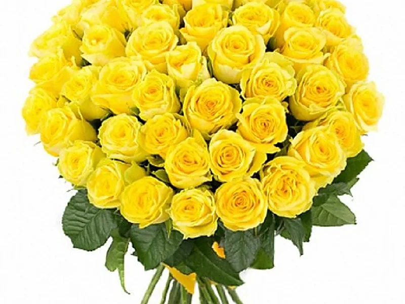 Cut Roses, flowers & horticulture equipment supplied by Duara Group for the agriculture sector