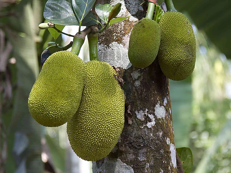 Jackfruit, fresh fruits supplied by Duara Group for the agriculture sector