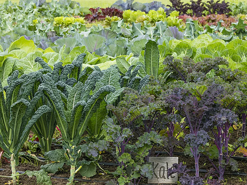 Kale, fresh vegetables supplied by Duara Group for the agriculture sector