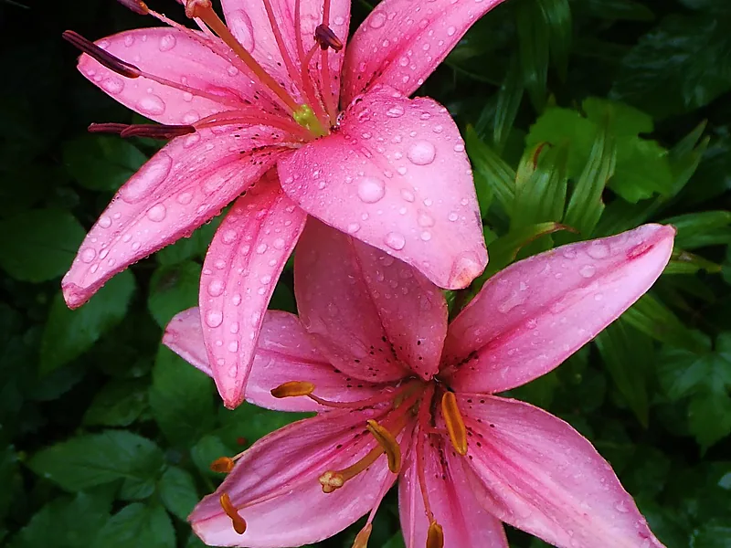 Lilies, flowers & horticulture equipment supplied by Duara Group for the agriculture sector