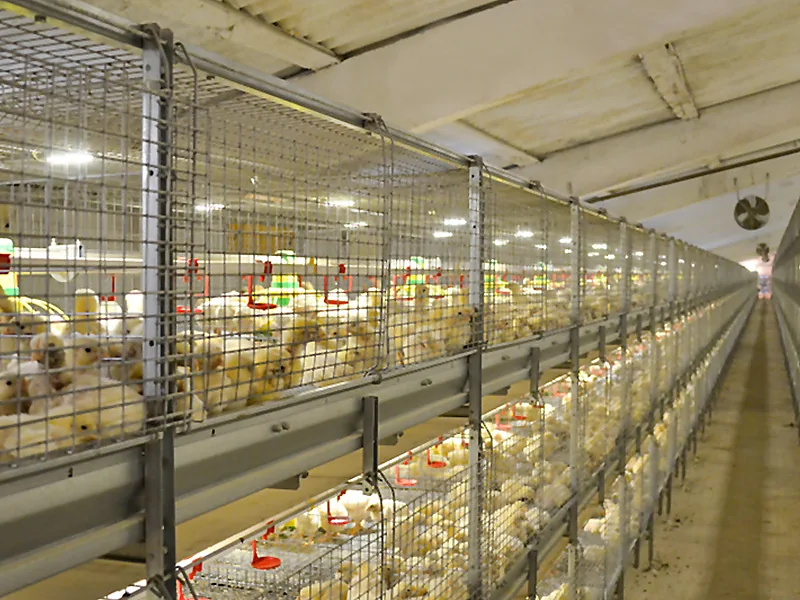 Livestock Housing & Handling, livestock equipment supplied by Duara Group for the agriculture sector