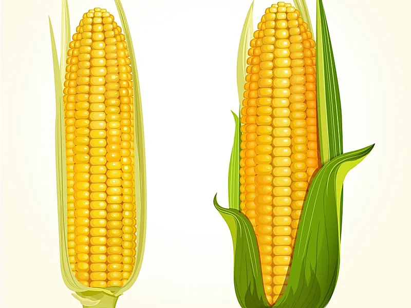 Maize, grains & cereals supplied by Duara Group for the agriculture sector