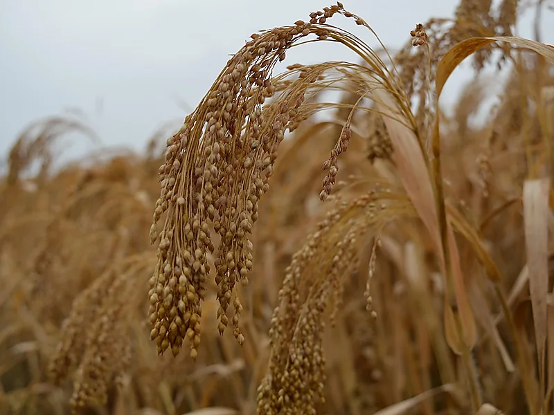 Millet, grains & cereals supplied by Duara Group for the agriculture sector