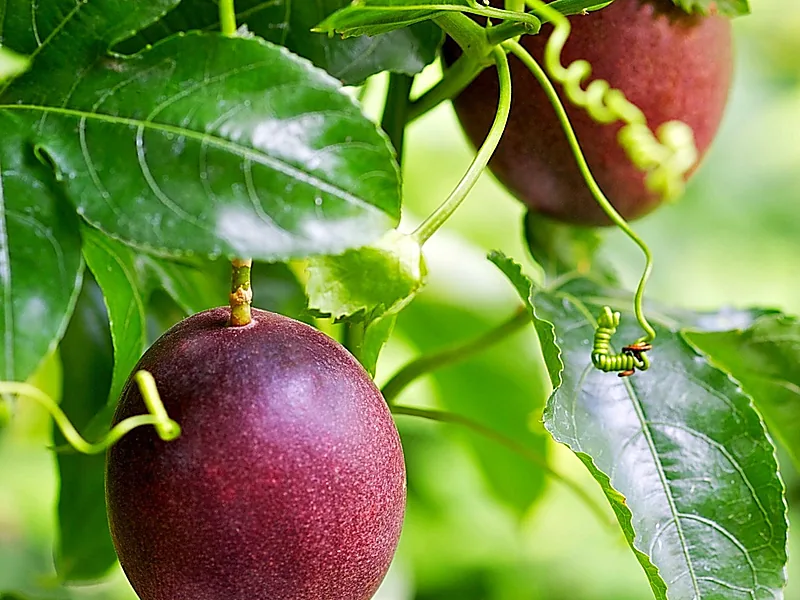 Passion Fruit, fresh fruits supplied by Duara Group for the agriculture sector