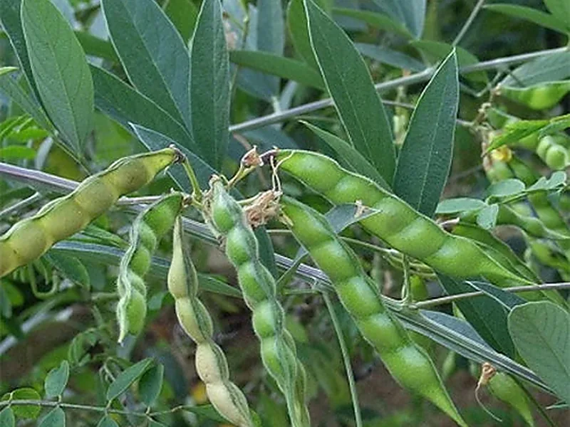 Pigeon Peas, pulses & legumes supplied by Duara Group for the agriculture sector