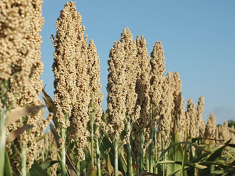 Sorghum, grains & cereals supplied by Duara Group for the agriculture sector
