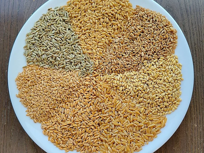 Wheat, grains & cereals supplied by Duara Group for the agriculture sector