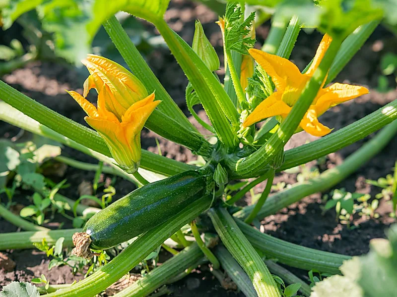 Zucchini & Courgettes, fresh vegetables supplied by Duara Group for the agriculture sector
